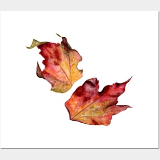 Leaves of Parthenocissus Posters and Art